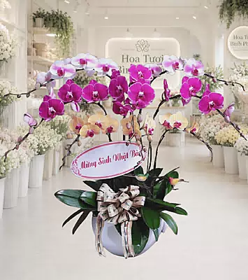 Lan Hồ Điệp Đa Sắc Hưng Vượng