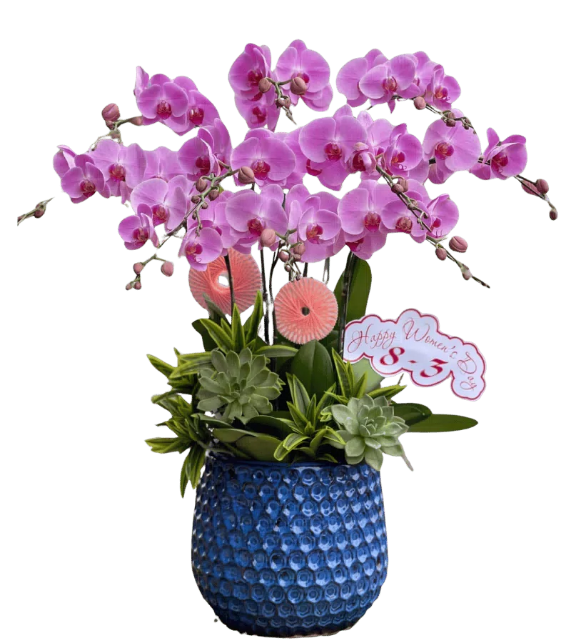 Lan Hồ Điệp Hồng Cát Tường