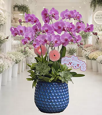Lan Hồ Điệp Hồng Cát Tường