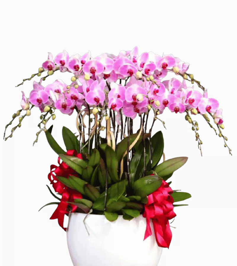 Lan Hồ Điệp Hồng Đại Cát