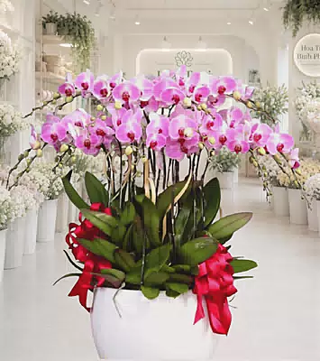 Lan Hồ Điệp Hồng Đại Cát