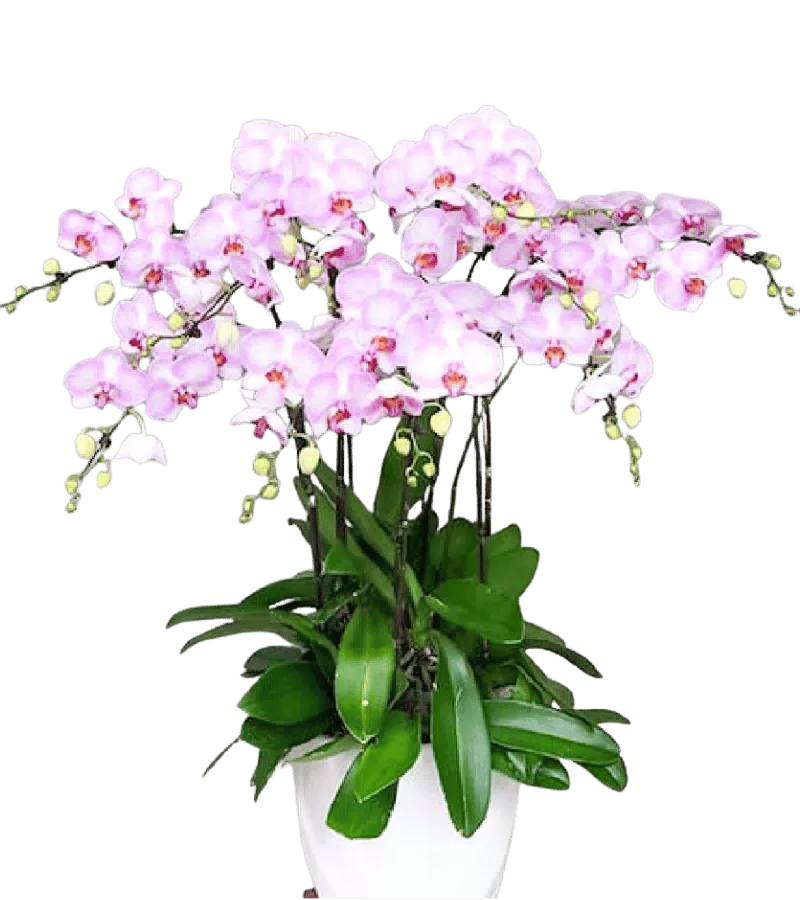 Lan Hồ Điệp Hồng Phấn Lộc Phát