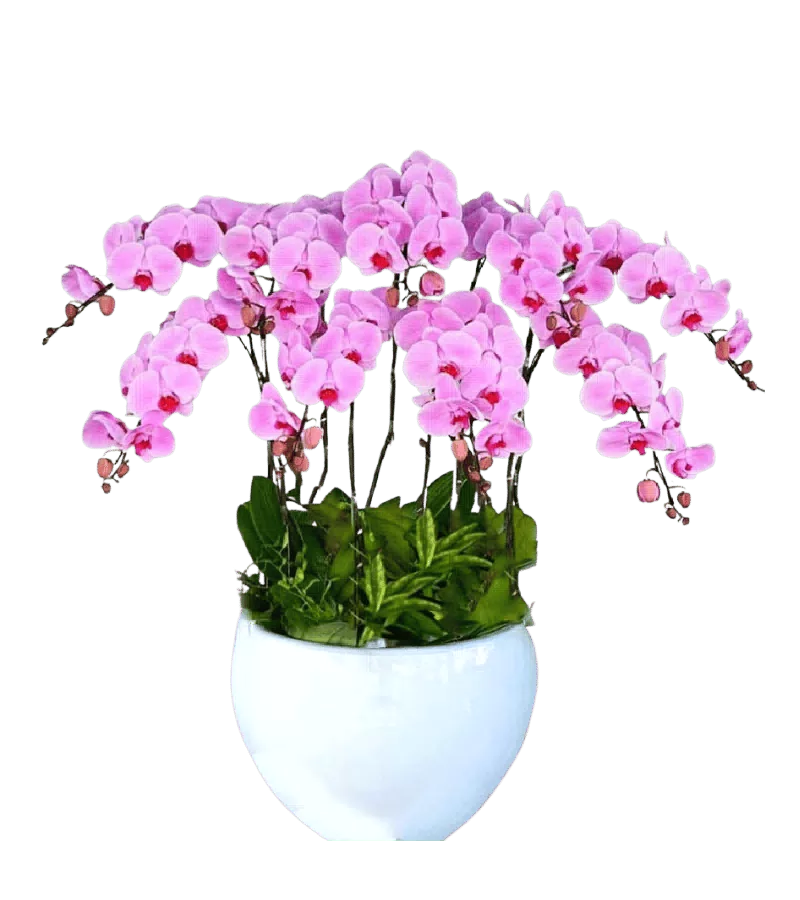 Lan Hồ Điệp Hồng Thịnh Vượng