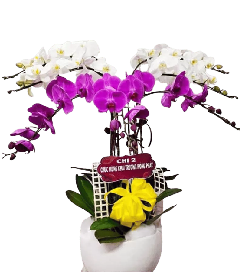 Lan Hồ Điệp Khai Trương Thịnh Vượng