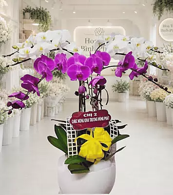 Lan Hồ Điệp Khai Trương Thịnh Vượng