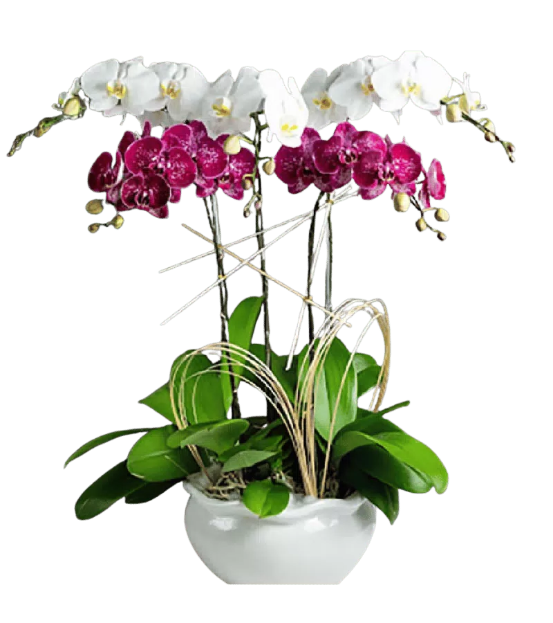 Lan Hồ Điệp Song Sắc Hưng Vượng
