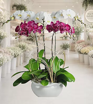 Lan Hồ Điệp Song Sắc Hưng Vượng