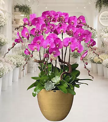 Lan Hồ Điệp Tím Lộc Phát