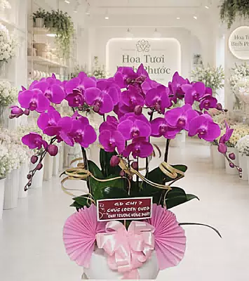 Lan Hồ Điệp Tím Tấn Lộc
