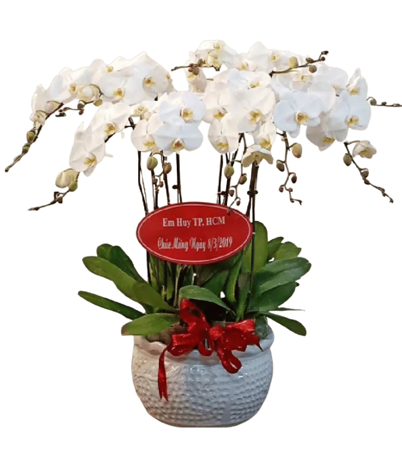 Lan Hồ Điệp Trắng Cát Tường