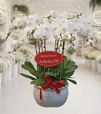 Lan Hồ Điệp Trắng Cát Tường