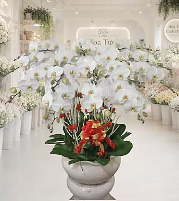 Lan Hồ Điệp Trắng Đại Cát