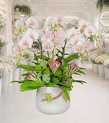 Lan Hồ Điệp Trắng Hồng Phú Quý