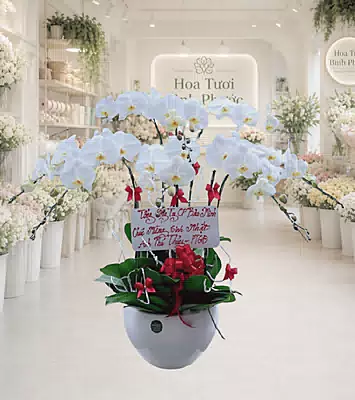 Lan Hồ Điệp Trắng Kim Phát