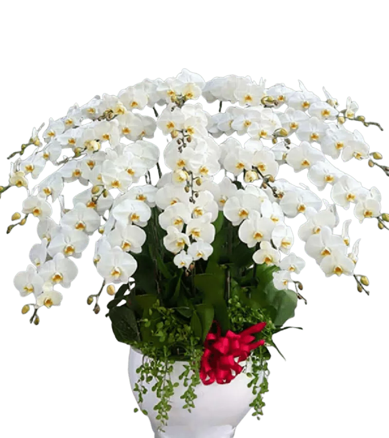 Lan Hồ Điệp Trắng Phú Quý