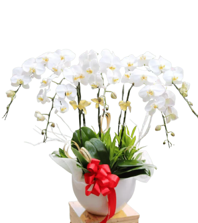Lan Hồ Điệp Trắng Phú Quý