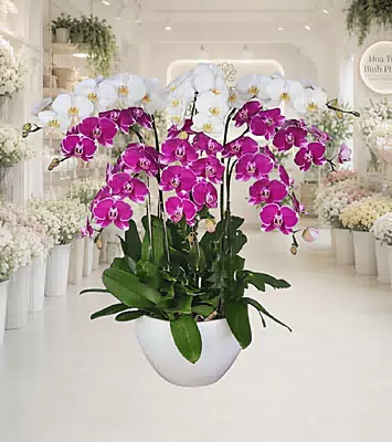 Lan Hồ Điệp Trắng Tím Như Ý